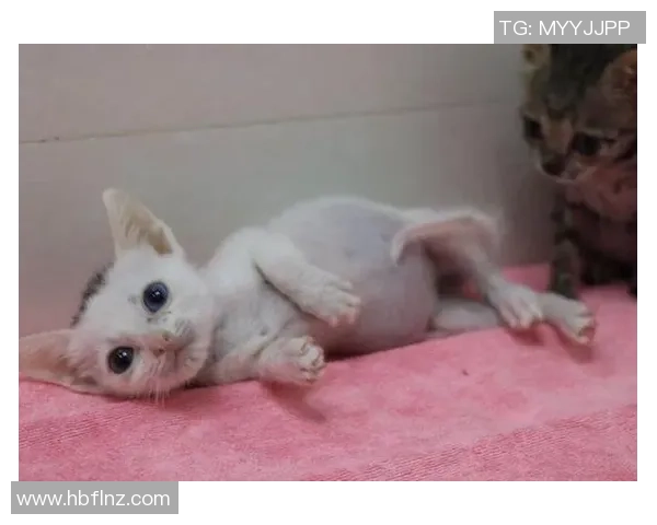 足球明星如何在比赛中巧妙应对猫咪的意外闯入与幽默互动